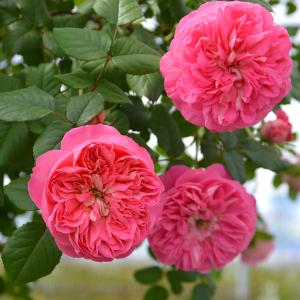 薔薇 ラピスラズリ（ロサ・オリエンティス）四季咲き : 日本ライン花木