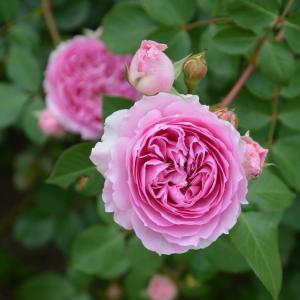 バラ苗 シャーウッド (大苗) フロリバンダ 四季咲き 小中輪 複色 紫系