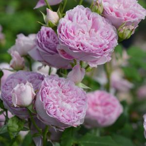 ロサオリエンの商品一覧 通販 Yahoo ショッピング