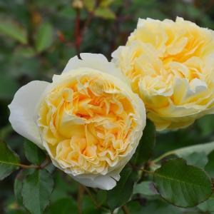 ピンク・フレンチレース（バラ苗：四季咲き中輪房咲き系） 大苗 : 大神