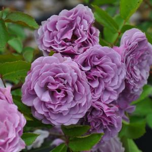 予約苗 バラ苗 シャドウオブザムーン (大苗) フロリバンダ 四季咲き 小中輪 紫系 ロサオリエンティス プログレッシオ 6号専用角鉢 （2026年2月上旬順次配送）