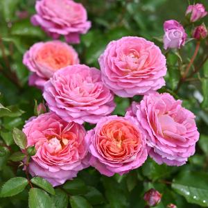 バラ苗 プランタジネット (大苗) フロリバンダ 四季咲き 小中輪 赤系