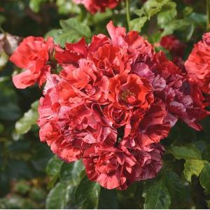 バラ苗 アレゴリー (大苗) シュラブ 半つる性 四季咲き 中輪 赤紫系