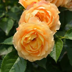 バラ苗 ラドルチェヴィータ (新苗植え替え) ...の詳細画像3