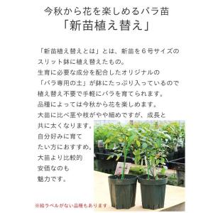 バラ苗 ラドルチェヴィータ (新苗植え替え) ...の詳細画像5