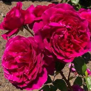 四季咲き⭐️大輪薔薇１５品種⭐️１５ポット 芳純（バラ苗：四季咲き大輪系） 大苗 : 大神ファームYahoo!店 - 通販