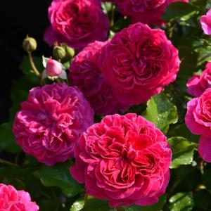 バラ専門店 ザ ローズショップ ロサ オリエンティス ブランドから選ぶ Yahoo ショッピング