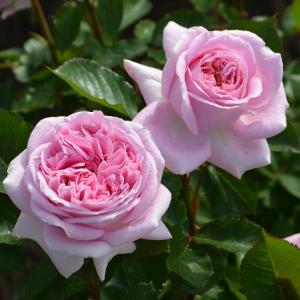 薔薇のお部屋専用　予約品 薔薇のお部屋専用 予約品 薔薇のお部屋専用 予約品 薔薇のお部屋専用