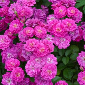 予約苗 バラ苗 ピンクビンテージ (大苗) ハイブリッドティー 四季咲き