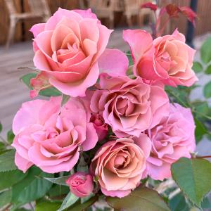 予約販売 バラ苗 バラ大苗 京阪園芸 スイートシフォン 四季咲き 薔薇
