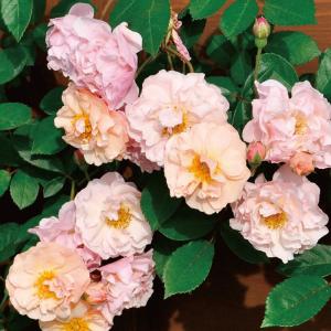 バラ苗 ロイヤルサンセット (アウトレット苗) つるバラ 四季咲き 中輪