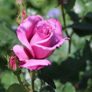 バラ苗 サハラ'98 (アウトレット苗) つるバラ 四季咲き 中輪 黄色系