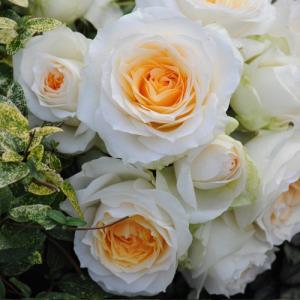 バラ苗 ステンレススチール (大苗) ハイブリッドティー 四季咲き 大輪