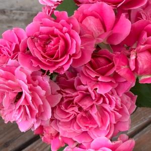 バラ苗 ジェームズLオースチン (ジェームズエルオースチン) (大苗