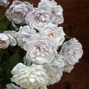 バラ専門店 ザ ローズショップ 半日陰でも育てられるバラ 特徴から選ぶ Yahoo ショッピング