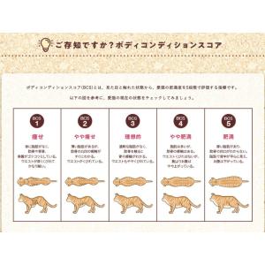 フィジカライフ 子猫用 チキン入り 500g ...の詳細画像2