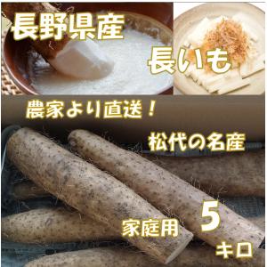 【宅配便/クール】農家直送/信州/松代/名産/野菜/長芋/長野県産　長芋　家庭用　5キロ　