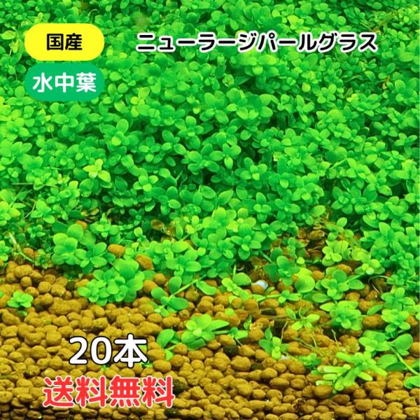 ニューラージパールグラス 送料無料20本 国産 無農薬 水中葉 水草 中景草 後景草 送料無料 メダ...