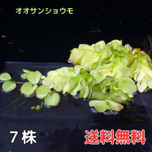 オオサンショウモ サルビニア 7株 国産無農薬 浮草 水草 送料無料