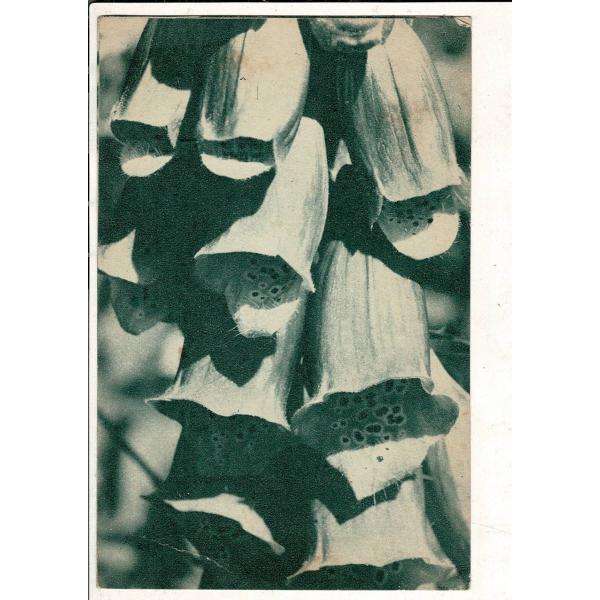 「ジキタリス（ごまのはぐさ科） 魅力の麗容！レート白粉」レトロ絵葉書 1枚 SPS04226MU11...