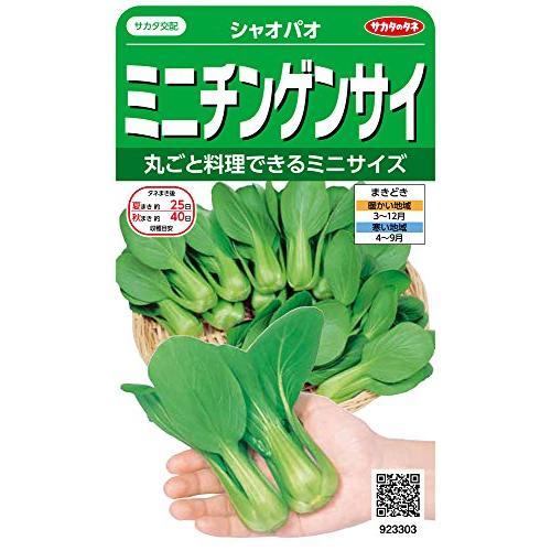 サカタのタネ 実咲野菜3303 ミニチンゲンサイ シャオパオ 00923303