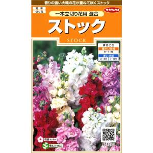サカタのタネ 実咲花7241 ストック 一本立切花用混合 00907241