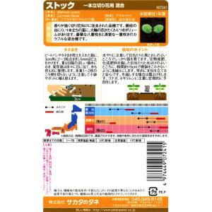 サカタのタネ 実咲花7241 ストック 一本立...の詳細画像1