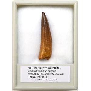 SCIENCE 恐竜の化石「スピノサウルスの歯 化石（獣脚類）約40mm 白亜紀