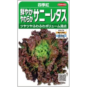 サカタのタネ 実咲野菜3686 レタス 鮮やかやわらかサニーレタス 四季紅｜ショップ ルーン