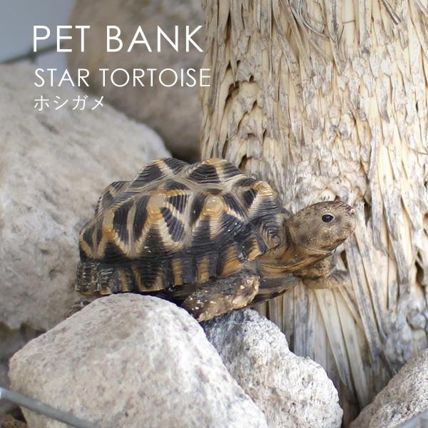 PET BANK ペットバンク STAR TORTOISE ホシガメ オブジェ 貯金箱 magnet...