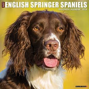 Just English Springer Spaniels 2024 Calendar 【並行輸入】