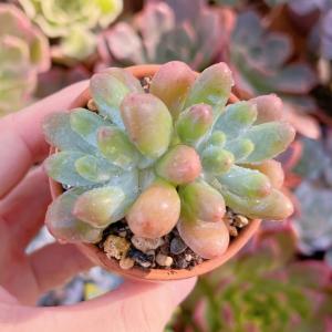 多肉植物 トミーキャット 新入荷 るる農園 : るる農園 - 通販 - Yahoo