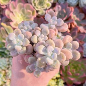 多肉植物 エイレン群生 新入荷の詳細画像1