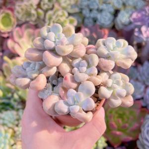 多肉植物 エイレン群生 新入荷の詳細画像2