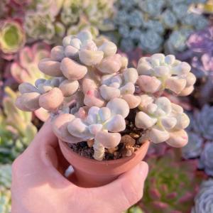 多肉植物 エイレン群生 新入荷の詳細画像3