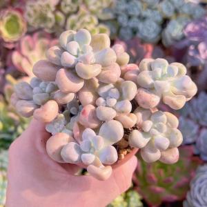 多肉植物 エイレン群生 新入荷の詳細画像4
