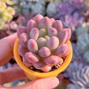多肉植物 半夏 レアー 新入荷の詳細画像1