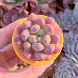 多肉植物 半夏 レアー 新入荷の詳細画像2