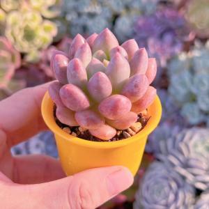 多肉植物 半夏 レアー 新入荷の詳細画像3