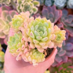 多肉植物 マチカ 新入荷 るる農園の商品画像