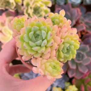 多肉植物 マチカ 新入荷 るる農園の詳細画像1