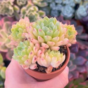 多肉植物 マチカ 新入荷 るる農園の詳細画像3