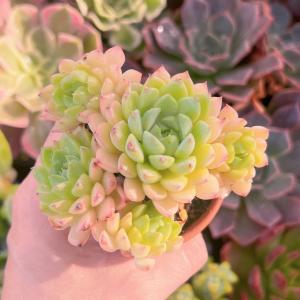 多肉植物 マチカ 新入荷 るる農園の詳細画像4