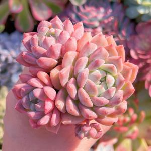 多肉植物 プロリフェラxラウル 群生 新入荷 るる農園の商品画像
