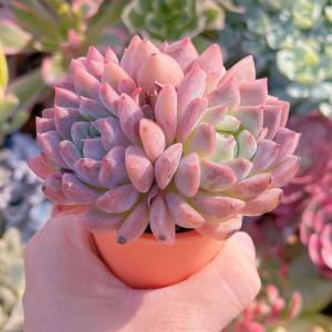 多肉植物 プロリフェラxラウル 群生 新入荷 ...の詳細画像2