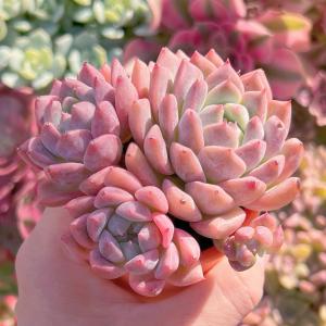 多肉植物 プロリフェラxラウル 群生 新入荷 ...の詳細画像4