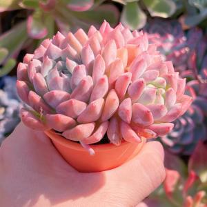 多肉植物 プロリフェラxラウル 群生 新入荷 ...の詳細画像5