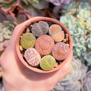 お纏め　多肉植物　❁︎ピンクチップス錦　未発根 お纏め 多肉植物 ❁︎ピンクチップス錦 未発根