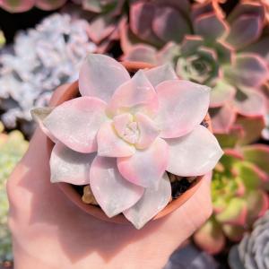 多肉植物 パープルディライト錦 新入荷 るる農園の商品画像