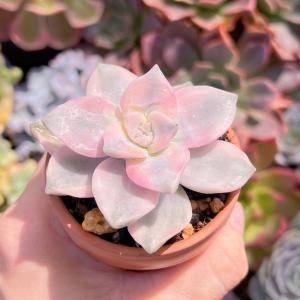 多肉植物 パープルディライト錦 新入荷 るる農園の詳細画像1